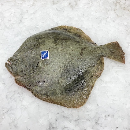 192_turbot_1_8_2_kg turbot rodaballo