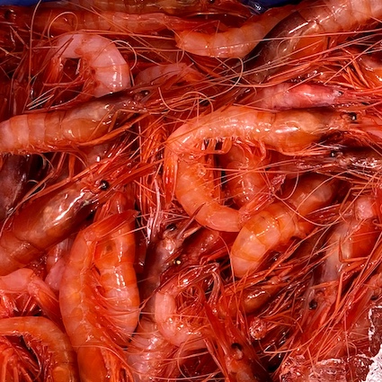 258_gamba_vermella_P gamba vermella