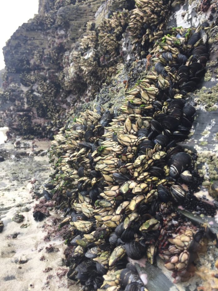Percebes - Vilanova i la Geltrú
