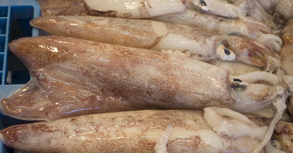 calamars