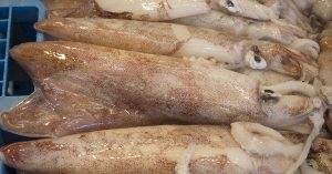 calamars